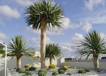 Cây phát tài núi được coi là một biểu tượng của sự thành công