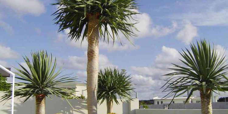 Cây phát tài núi được coi là một biểu tượng của sự thành công