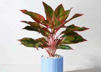 Cây phú quý có nhiều ý nghĩa trong phong thủy