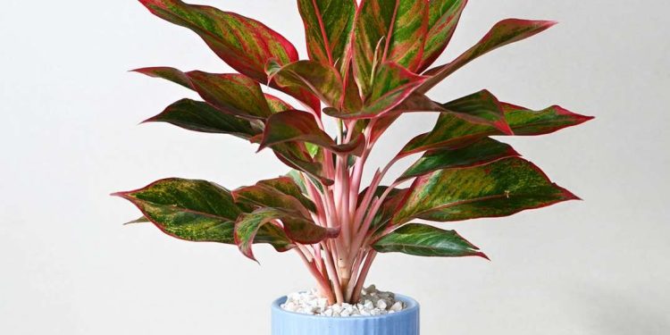 Cây phú quý có nhiều ý nghĩa trong phong thủy