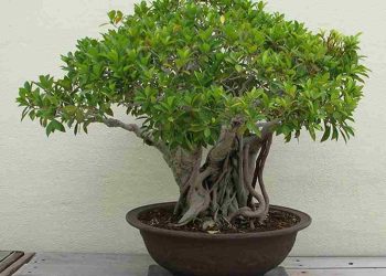 Các yếu tố để cây si phát triển