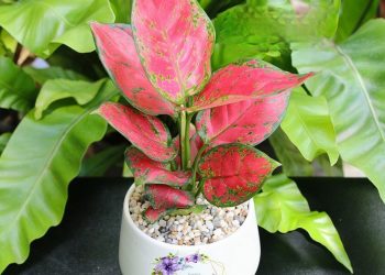 Lịch sử phong thủy cây vạn lộc