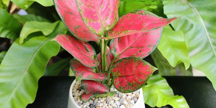 Lịch sử phong thủy cây vạn lộc