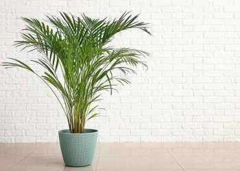 Cây cau cảnh là một yếu tố quan trọng trong phong thủy