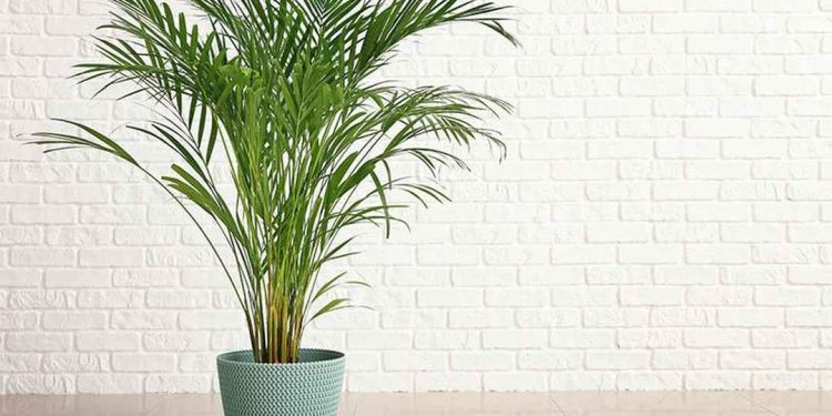 Cây cau cảnh là một yếu tố quan trọng trong phong thủy