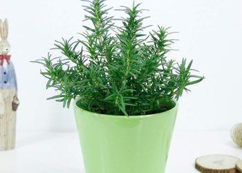 Hương thảo còn được gọi là mê điệt hương