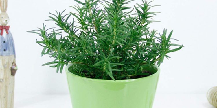 Hương thảo còn được gọi là mê điệt hương