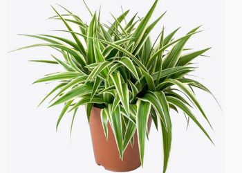 cây lan chi được coi là một biểu tượng của sự bình an