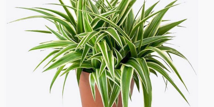 cây lan chi được coi là một biểu tượng của sự bình an