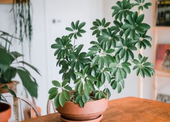 Giới thiệu về cây ngũ gia bì