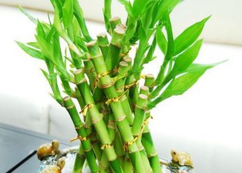 Ý Nghĩa Của Phong Thủy Cây Phát Lộc