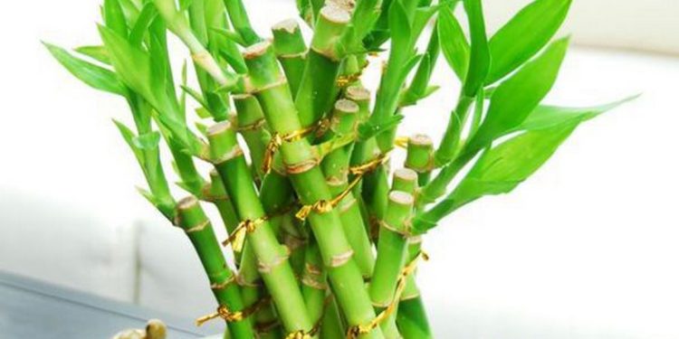 Ý Nghĩa Của Phong Thủy Cây Phát Lộc