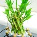 Ý Nghĩa Của Phong Thủy Cây Phát Lộc