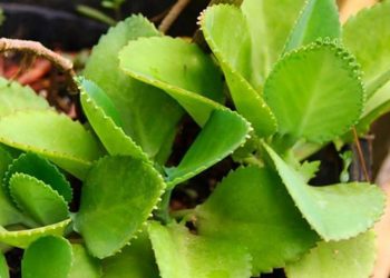 Đôi nét về cây sống đời