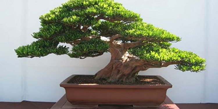 Cây tùng cũng được xem là một biểu tượng của sự bền vững
