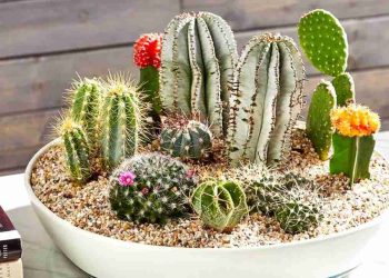 Cây xương rồng biểu tượng sức mạnh