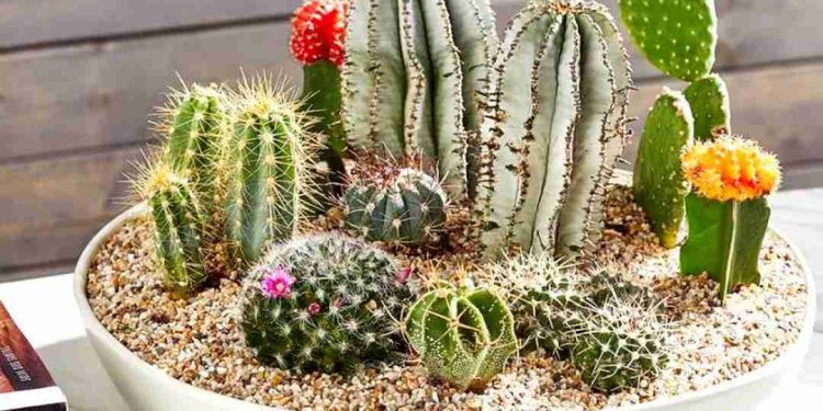 Cây xương rồng biểu tượng sức mạnh