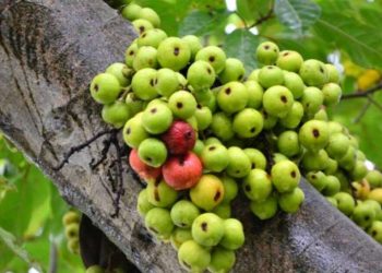 Các loại Cây Sung