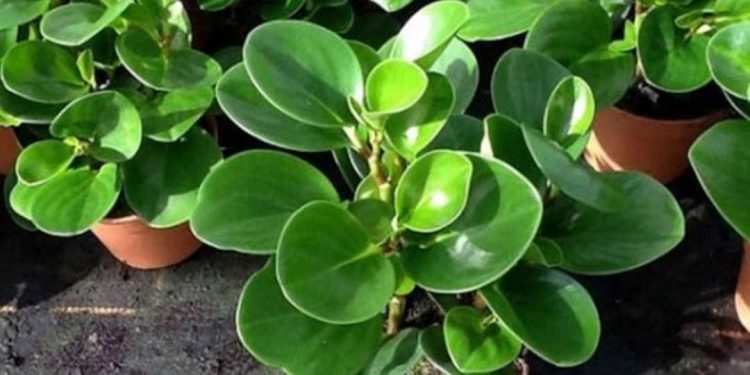 Các loại cây trường sinh - cây lá tròn