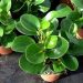 Các loại cây trường sinh - cây lá tròn
