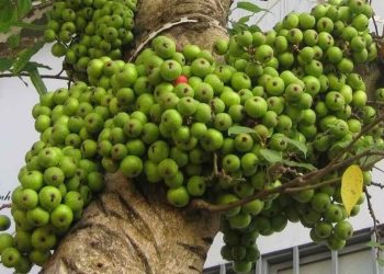 Cách chăm sóc cho cây 