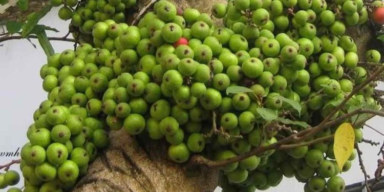 Cách chăm sóc cho cây