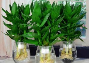 Cách chọn cây thần tài phù hợp với điều kiện môi trường