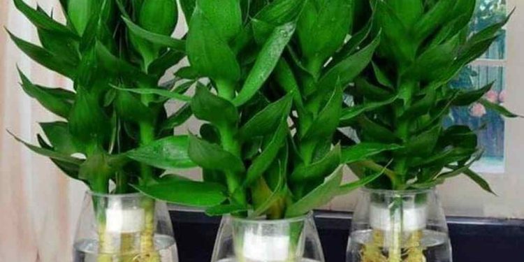 Cách chọn cây thần tài phù hợp với điều kiện môi trường