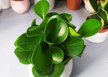 Cách chọn đúng loại cây trường sinh phù hợp với môi trường