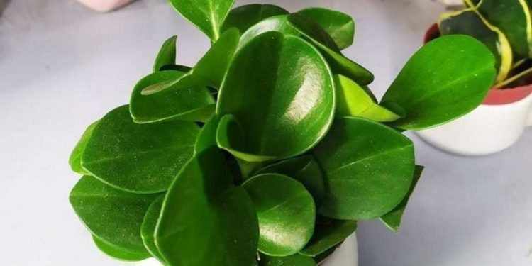 Cách chọn đúng loại cây trường sinh phù hợp với môi trường