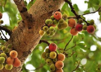 Cách chọn địa điểm trồng cây sung