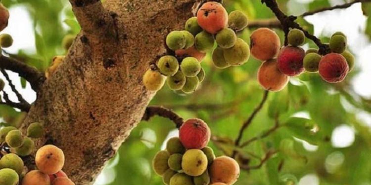 Cách chọn địa điểm trồng cây sung