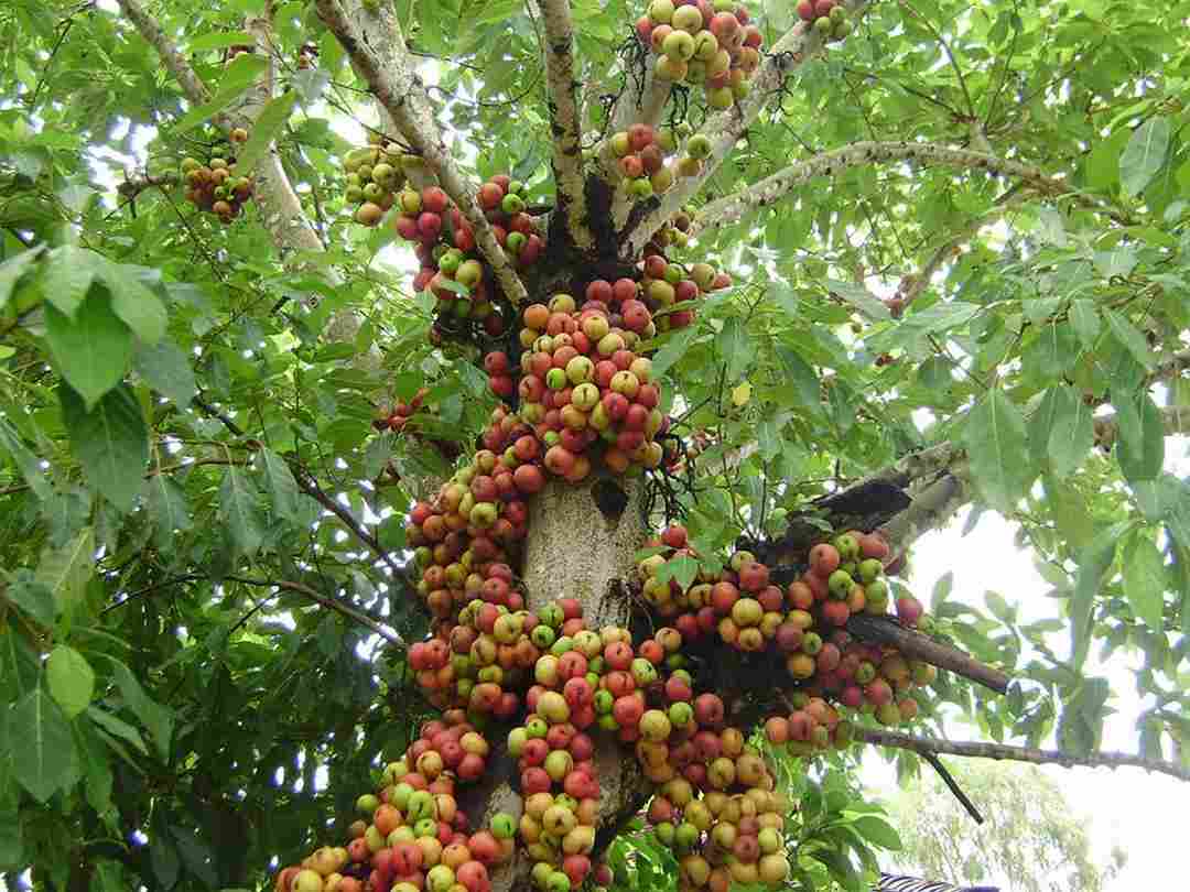 Cách chăm sóc cây sung sau khi trồng