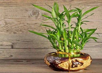 Cây thần tài là một loại cây bụi,