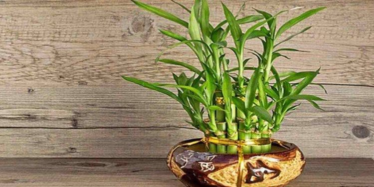 Cây thần tài là một loại cây bụi,