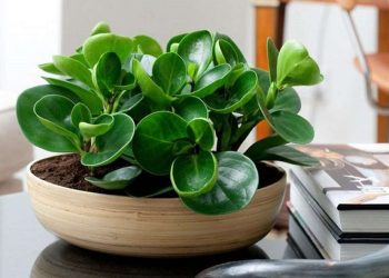 Cách thực hiện các bước trồng cây trường sinh