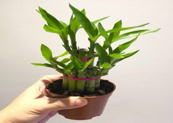 Có nên đặt cây thần tài trong nhà