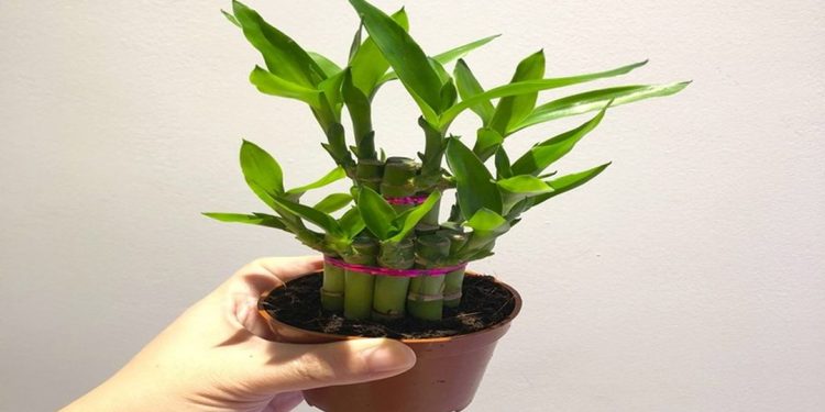 Có nên đặt cây thần tài trong nhà