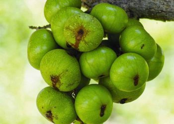 Tại Sao Nên Trồng Cây Sung 