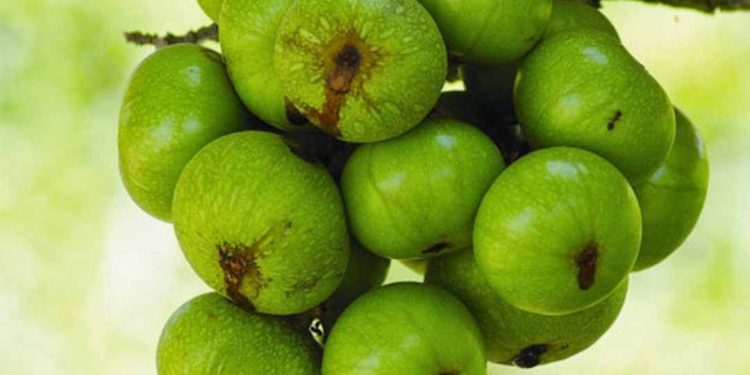 Tại Sao Nên Trồng Cây Sung 