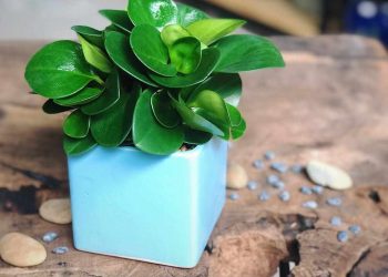 Cây trường sinh giúp chữa mẫn ngứa