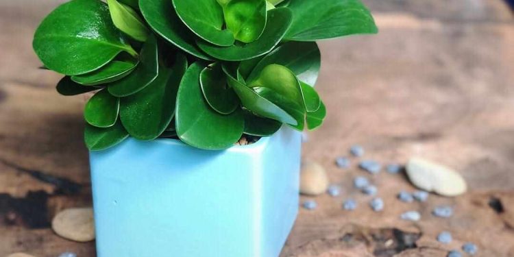 Cây trường sinh giúp chữa mẫn ngứa