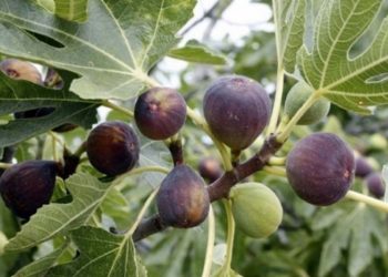 Ý nghĩa của việc trồng cây sung ngày Tết