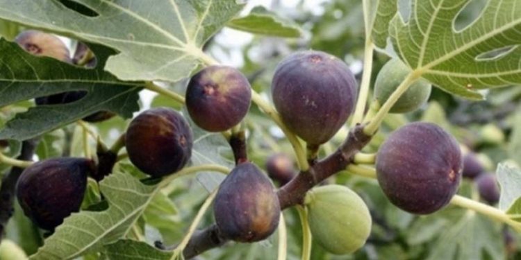 Ý nghĩa của việc trồng cây sung ngày Tết