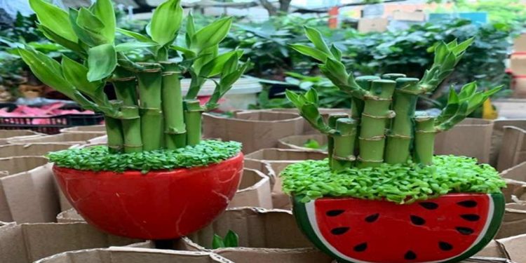 Cách Trang Trí Cây Thần Tài