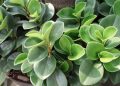 Ý nghĩa của cây trường sinh trong văn hóa Việt Nam