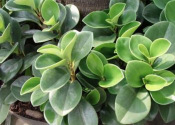 Ý nghĩa của cây trường sinh trong văn hóa Việt Nam