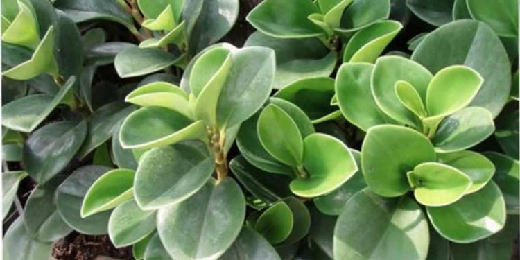 Ý nghĩa của cây trường sinh trong văn hóa Việt Nam